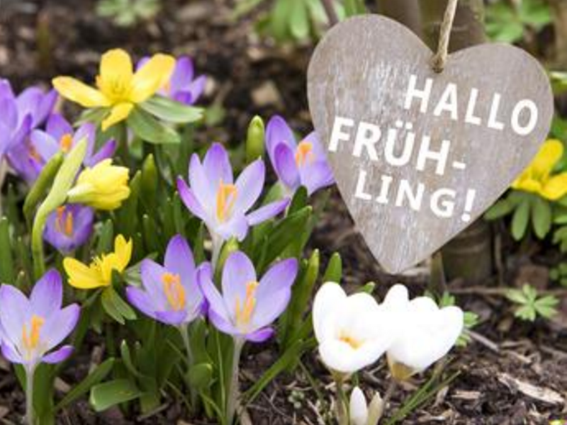 Frühling Frühlingsblumen Hallo